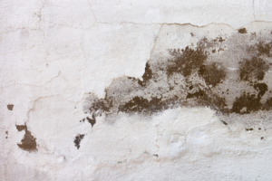 Signs You Need Damp Proofing in Your Home