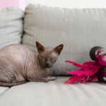 Preparing Your Home for a New Devon Rex Kitten